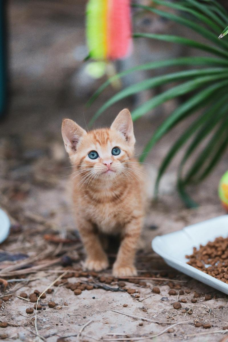Cute kitten