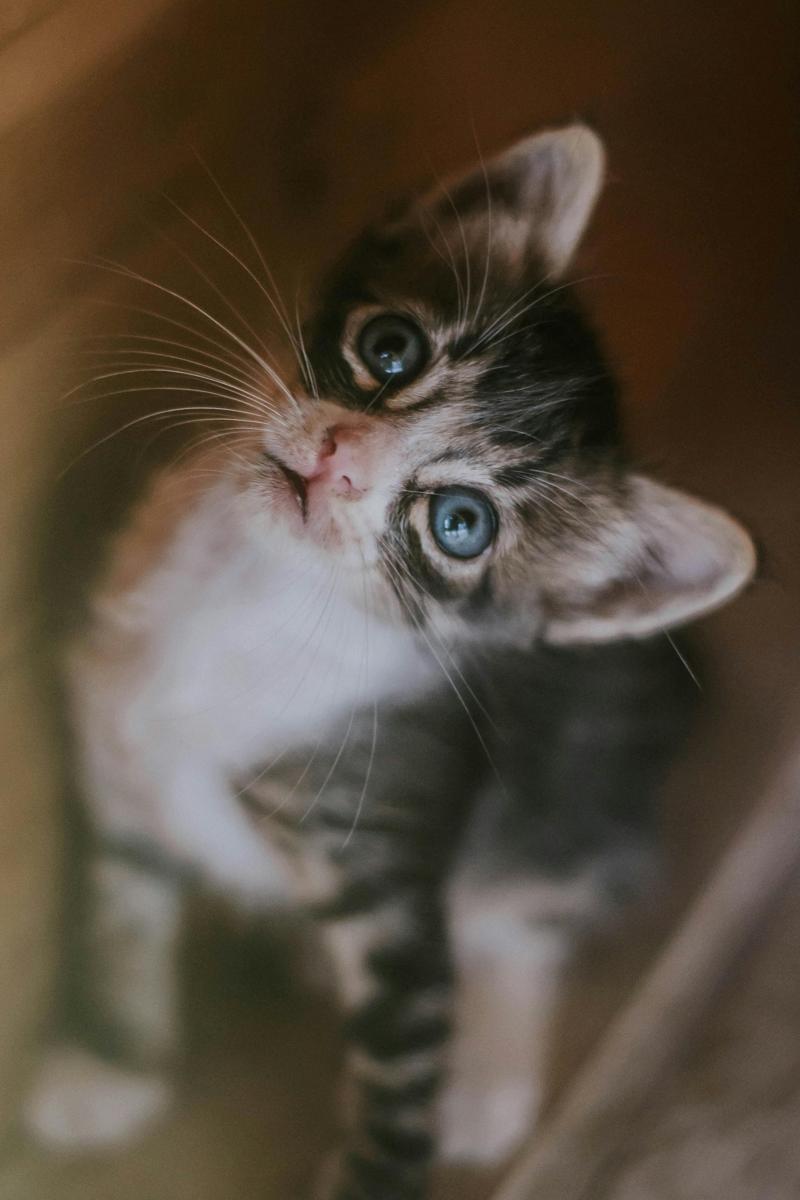 Cute kitten